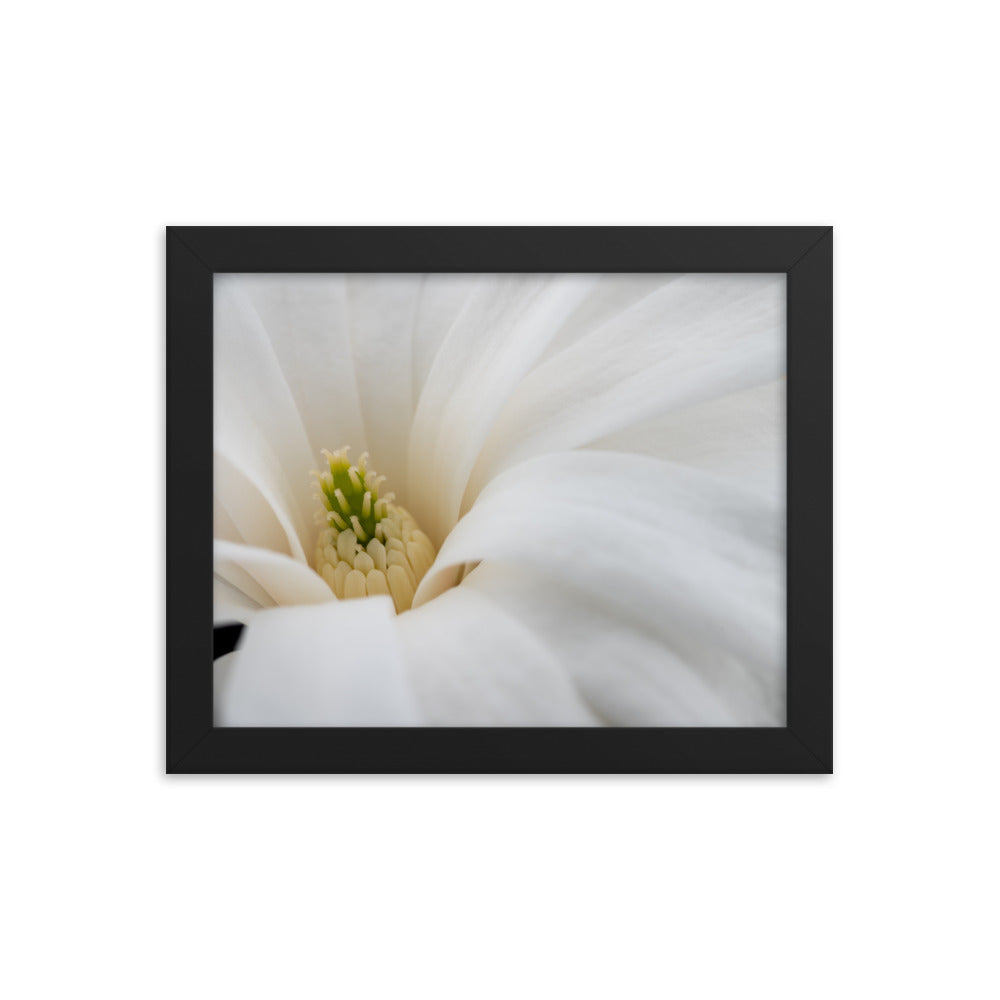 Star Magnolia - Framed photo paper poster