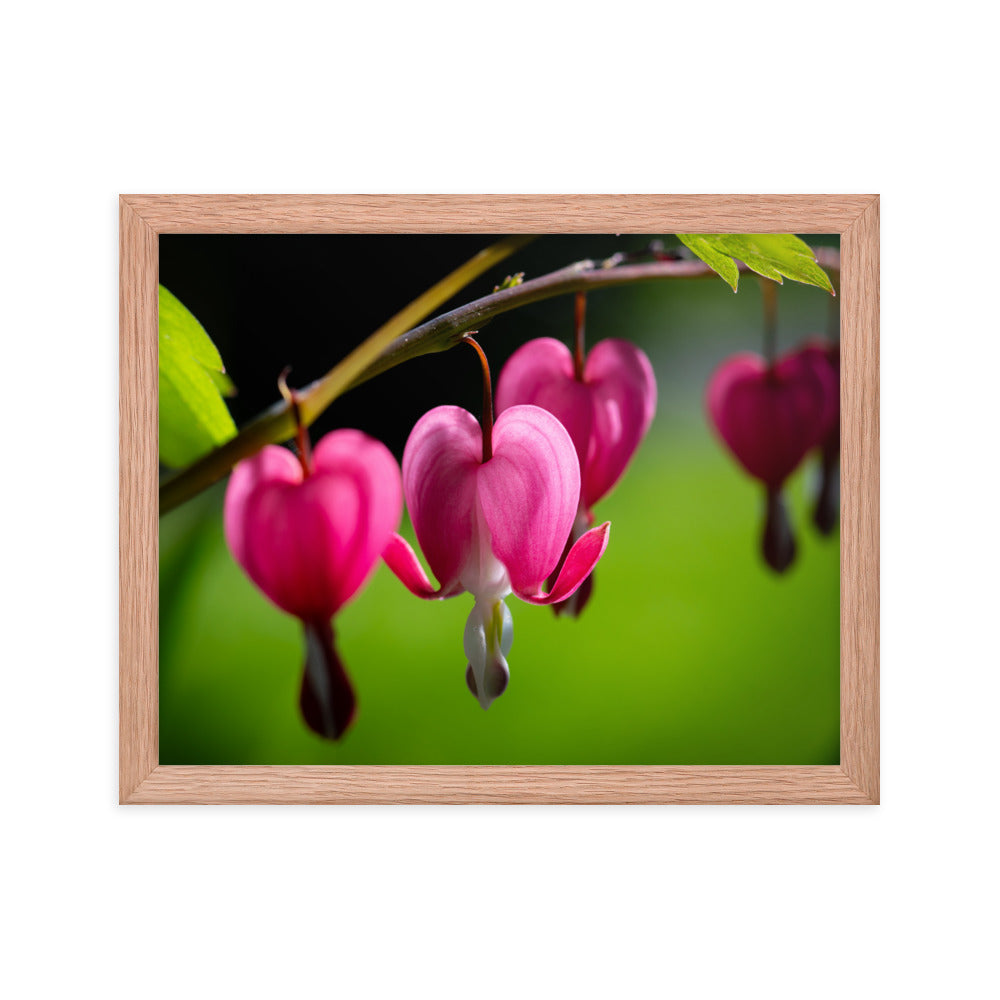 Bleeding Heart Flower - Framed photo paper poster