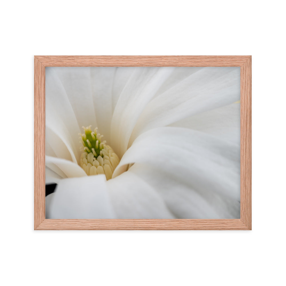 Star Magnolia - Framed photo paper poster