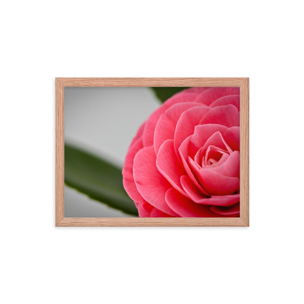 Camellia - Framed photo paper poster