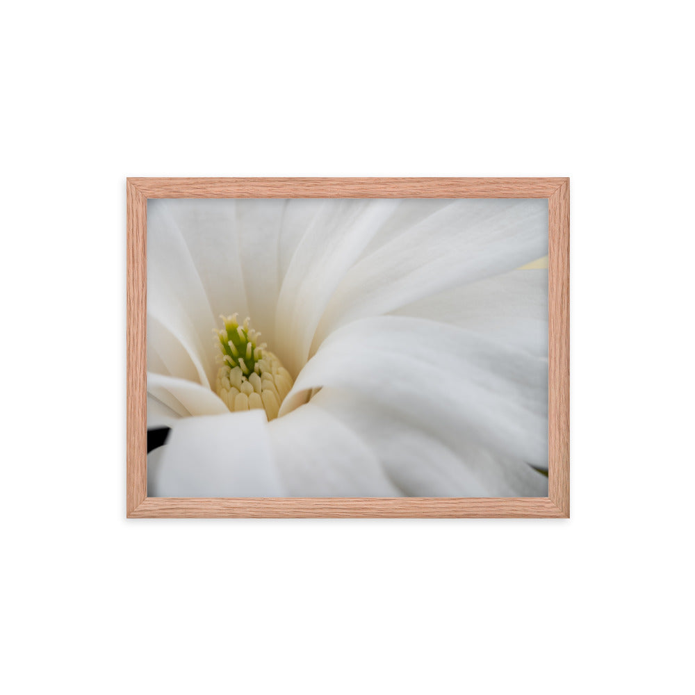 Star Magnolia - Framed photo paper poster