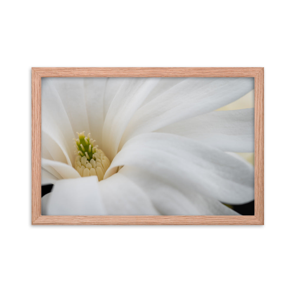 Star Magnolia - Framed photo paper poster