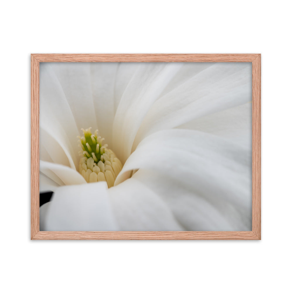 Star Magnolia - Framed photo paper poster