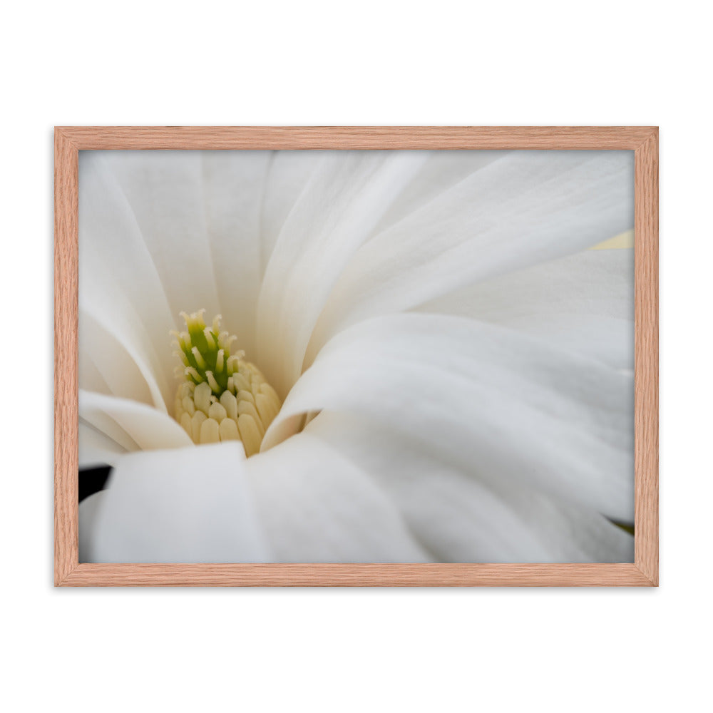 Star Magnolia - Framed photo paper poster