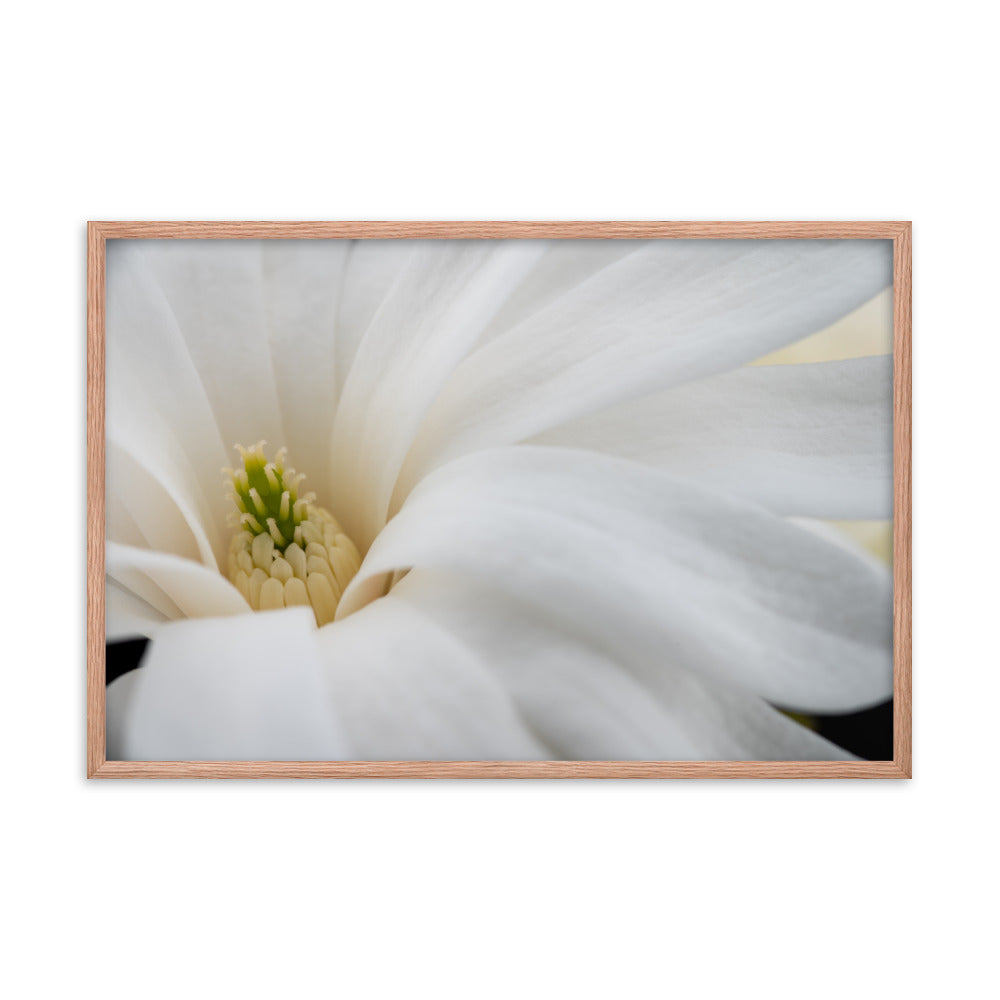 Star Magnolia - Framed photo paper poster