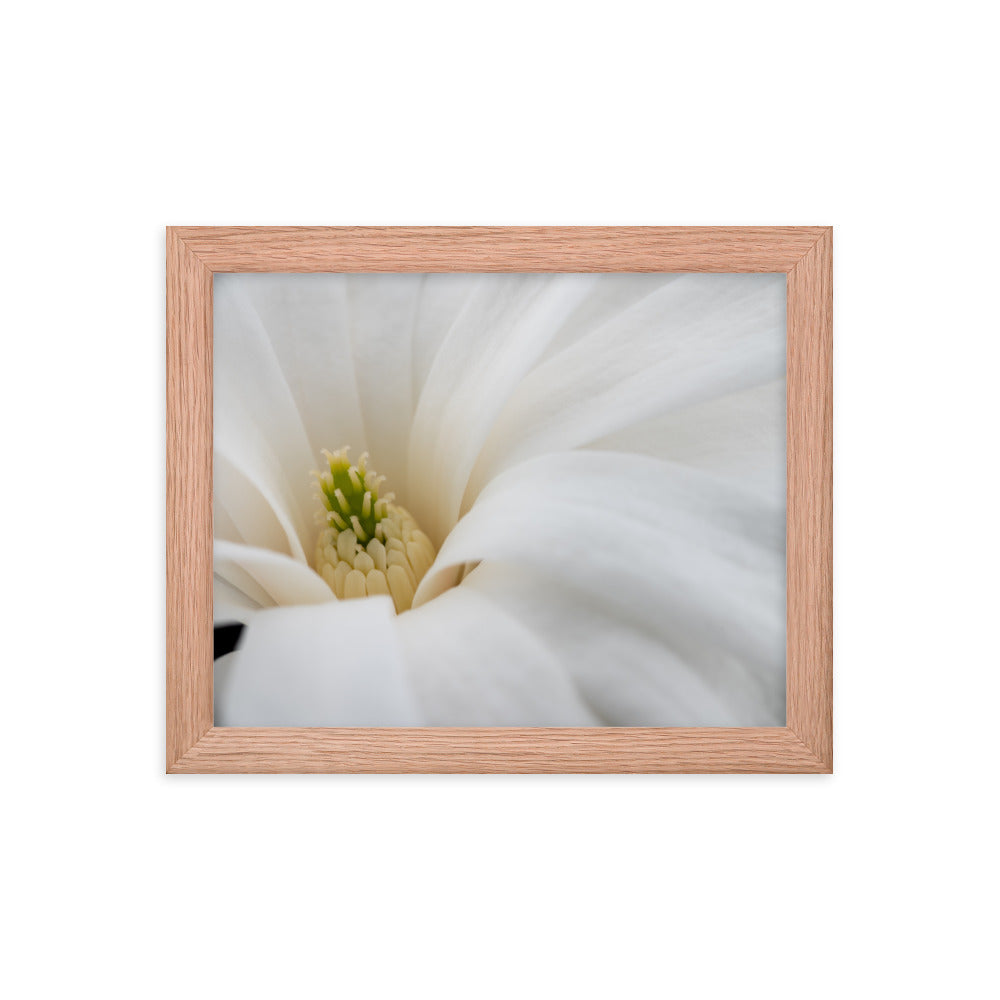 Star Magnolia - Framed photo paper poster