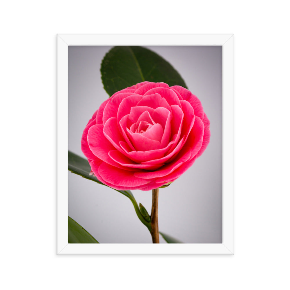 Camellia - Framed photo paper poster