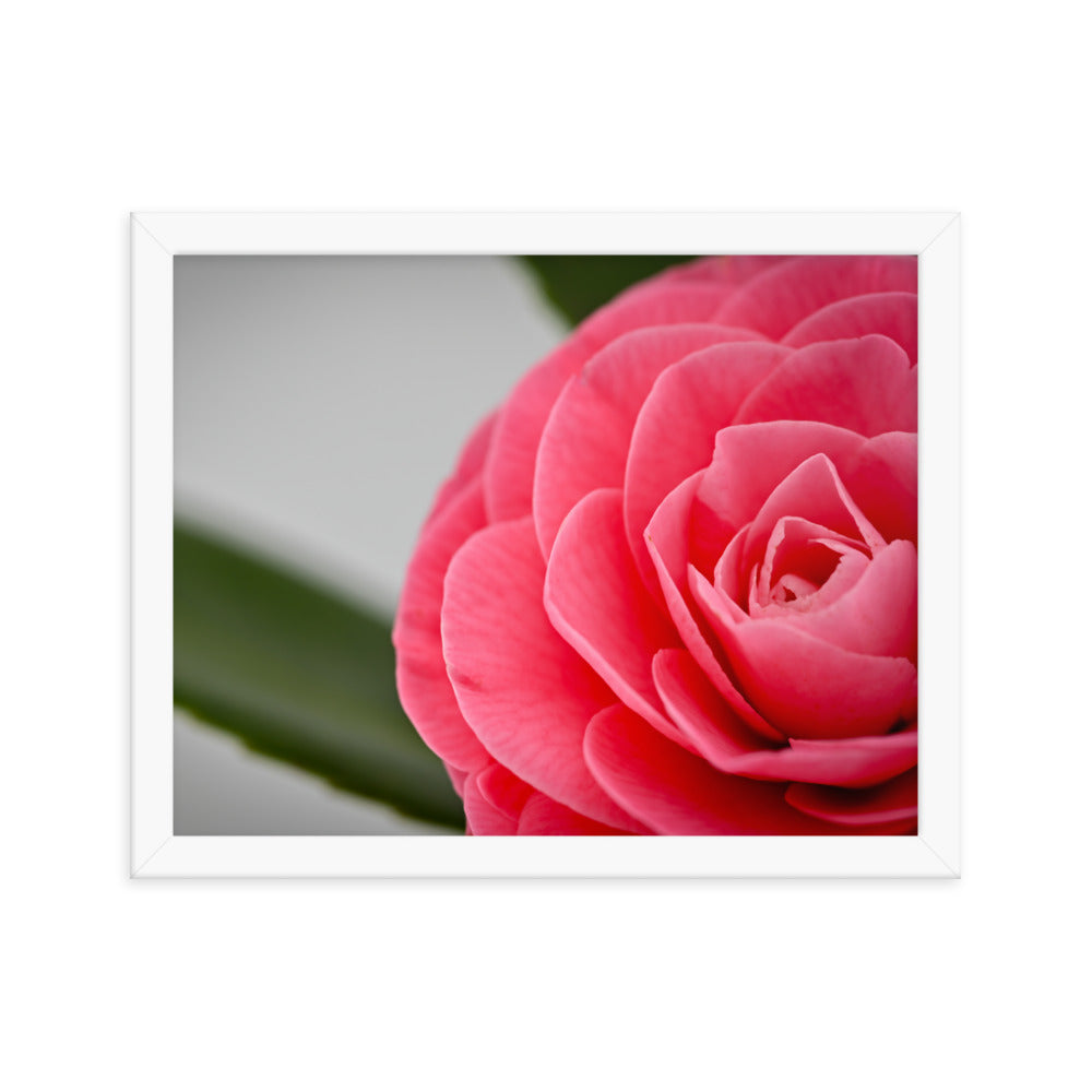 Camellia - Framed photo paper poster