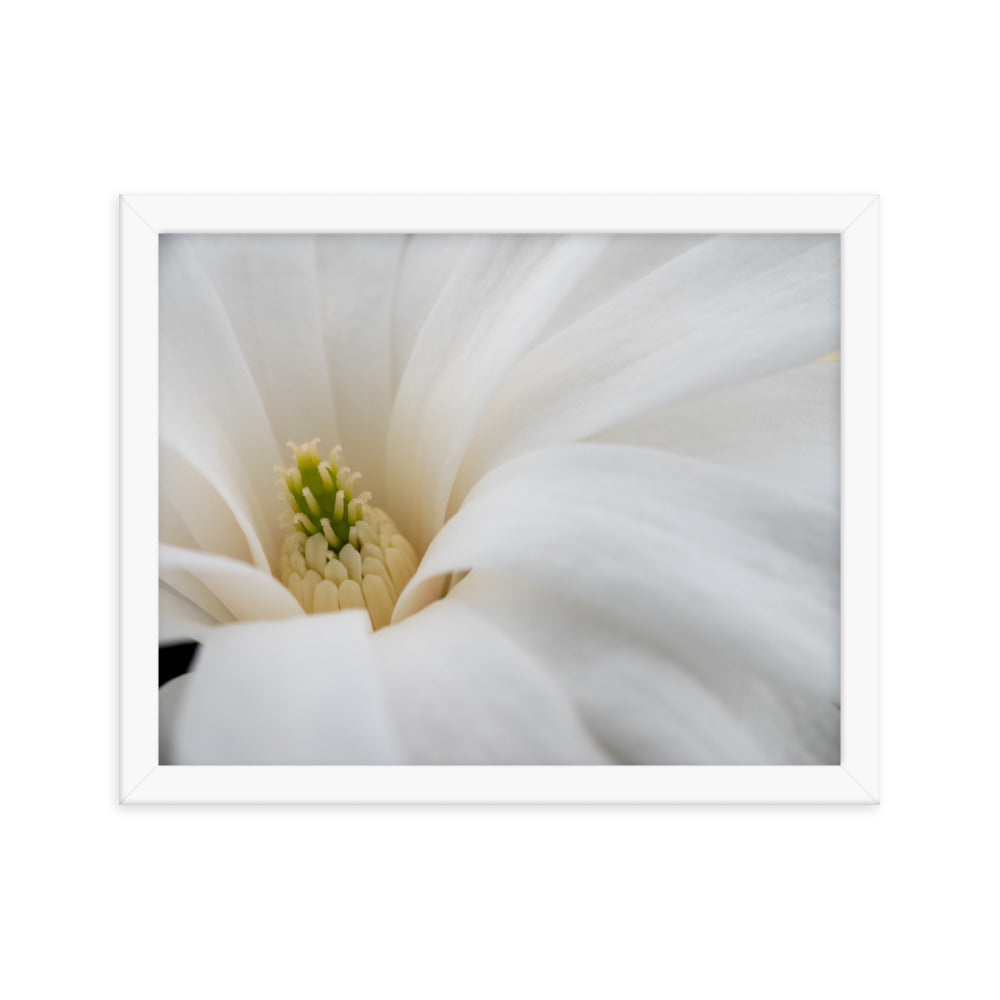 Star Magnolia - Framed photo paper poster