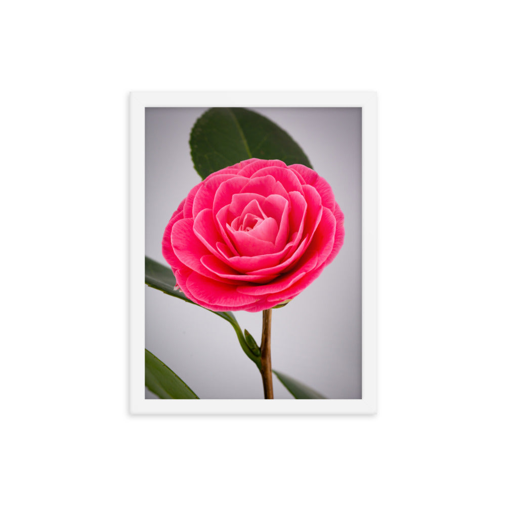 Camellia - Framed photo paper poster