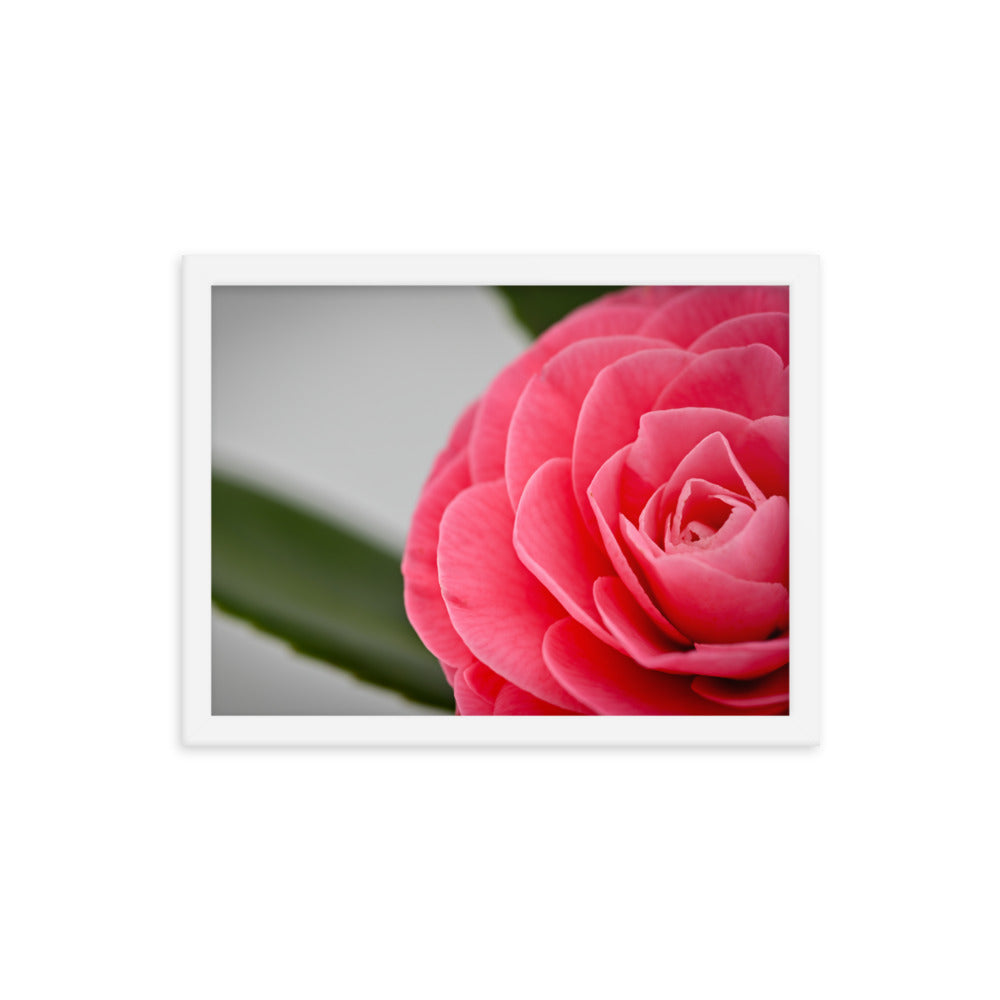 Camellia - Framed photo paper poster