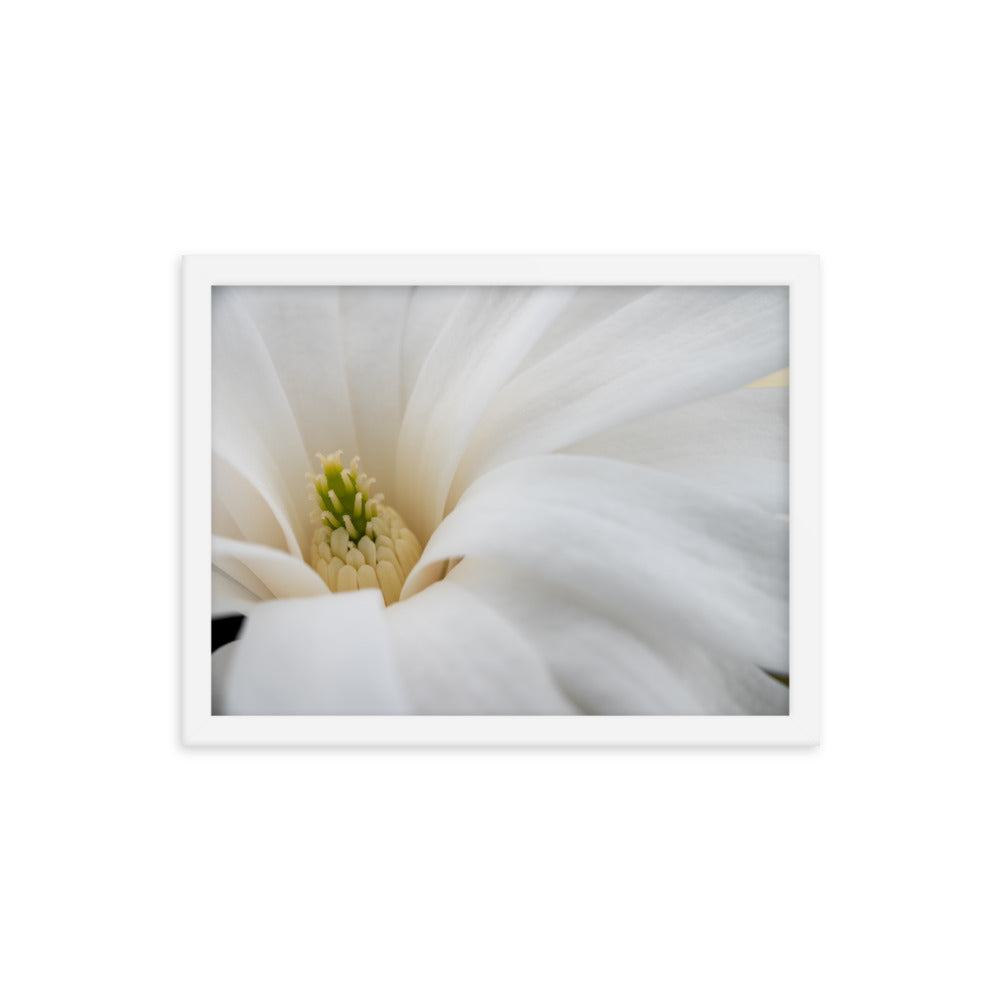 Star Magnolia - Framed photo paper poster