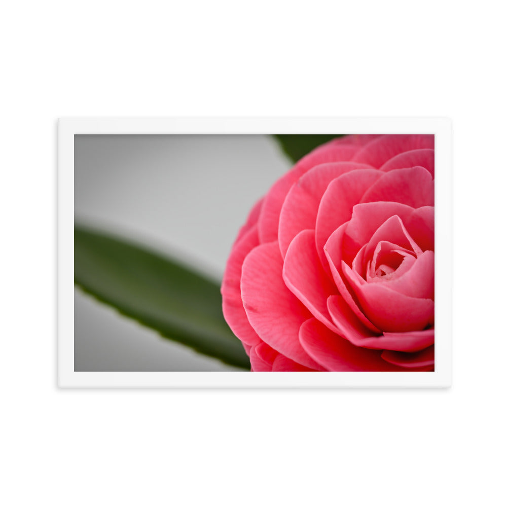 Camellia - Framed photo paper poster