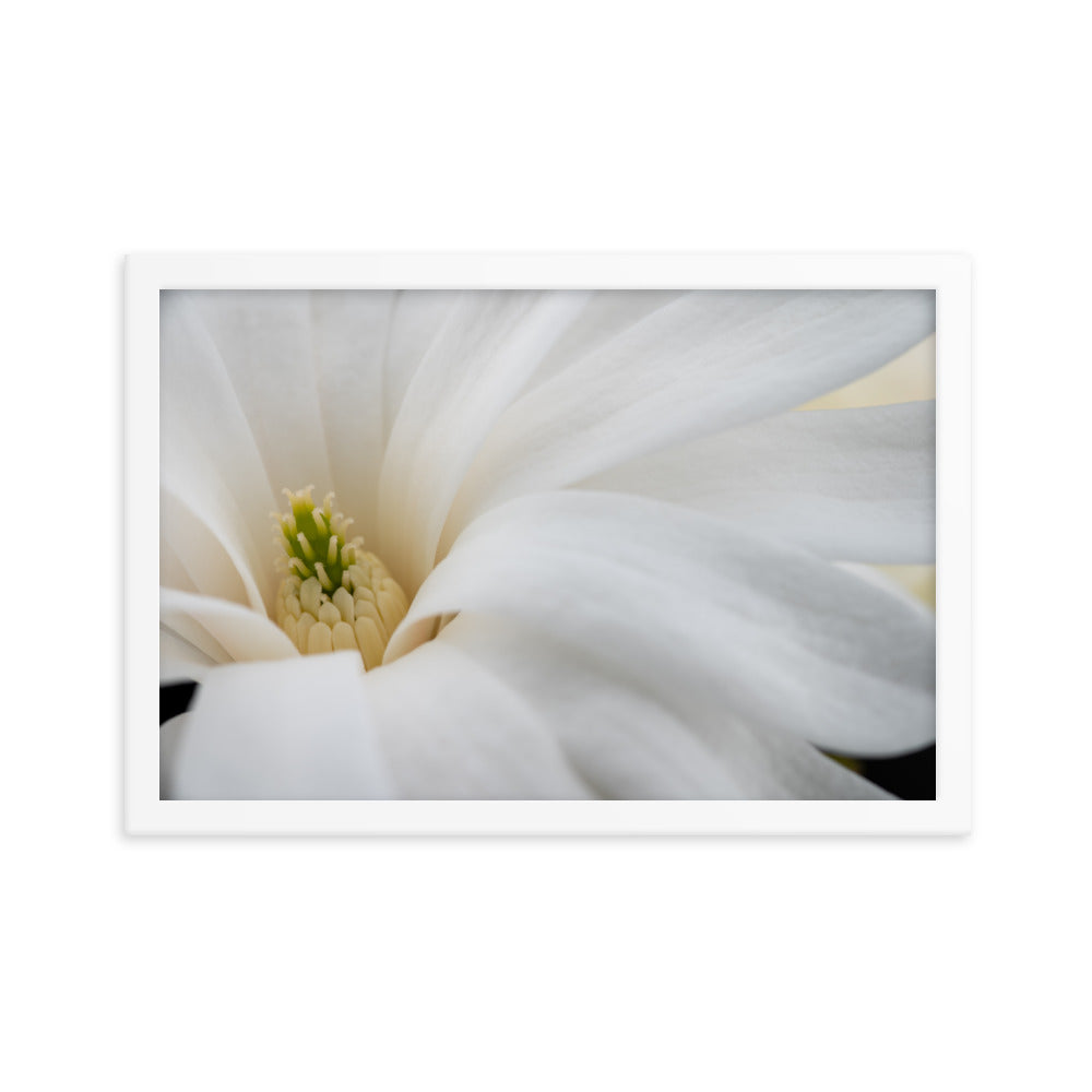 Star Magnolia - Framed photo paper poster