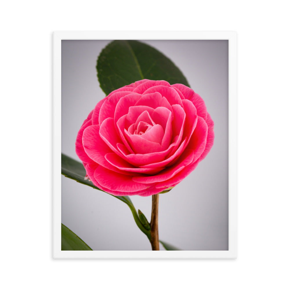 Camellia - Framed photo paper poster