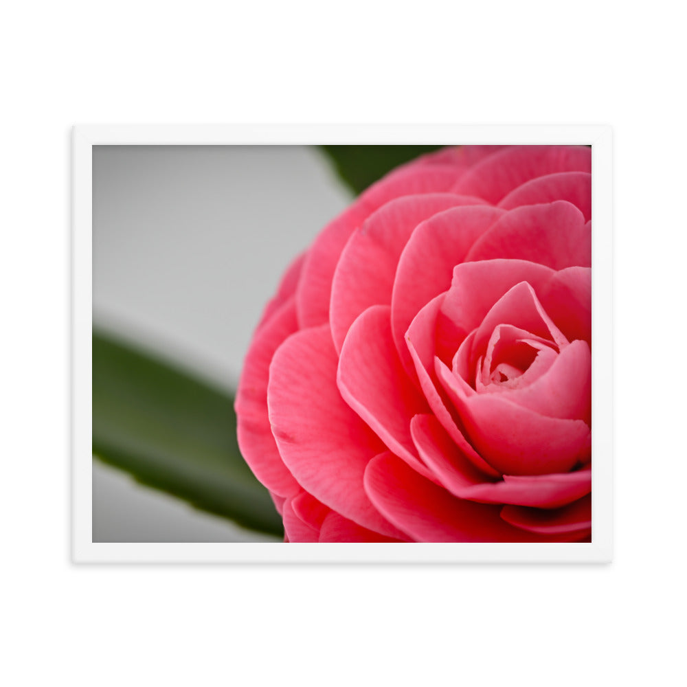 Camellia - Framed photo paper poster