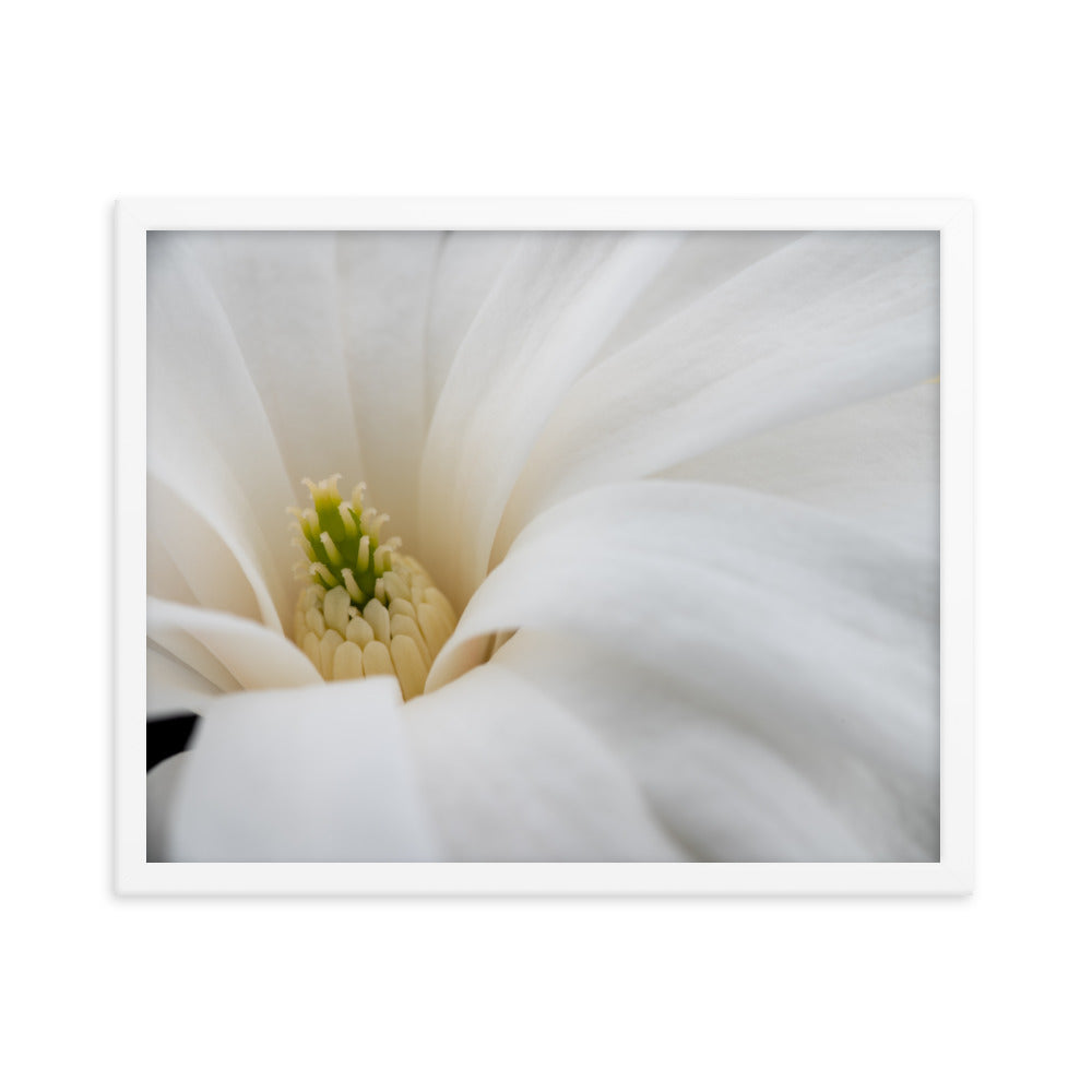 Star Magnolia - Framed photo paper poster