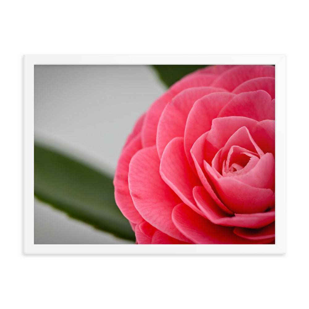 Camellia - Framed photo paper poster