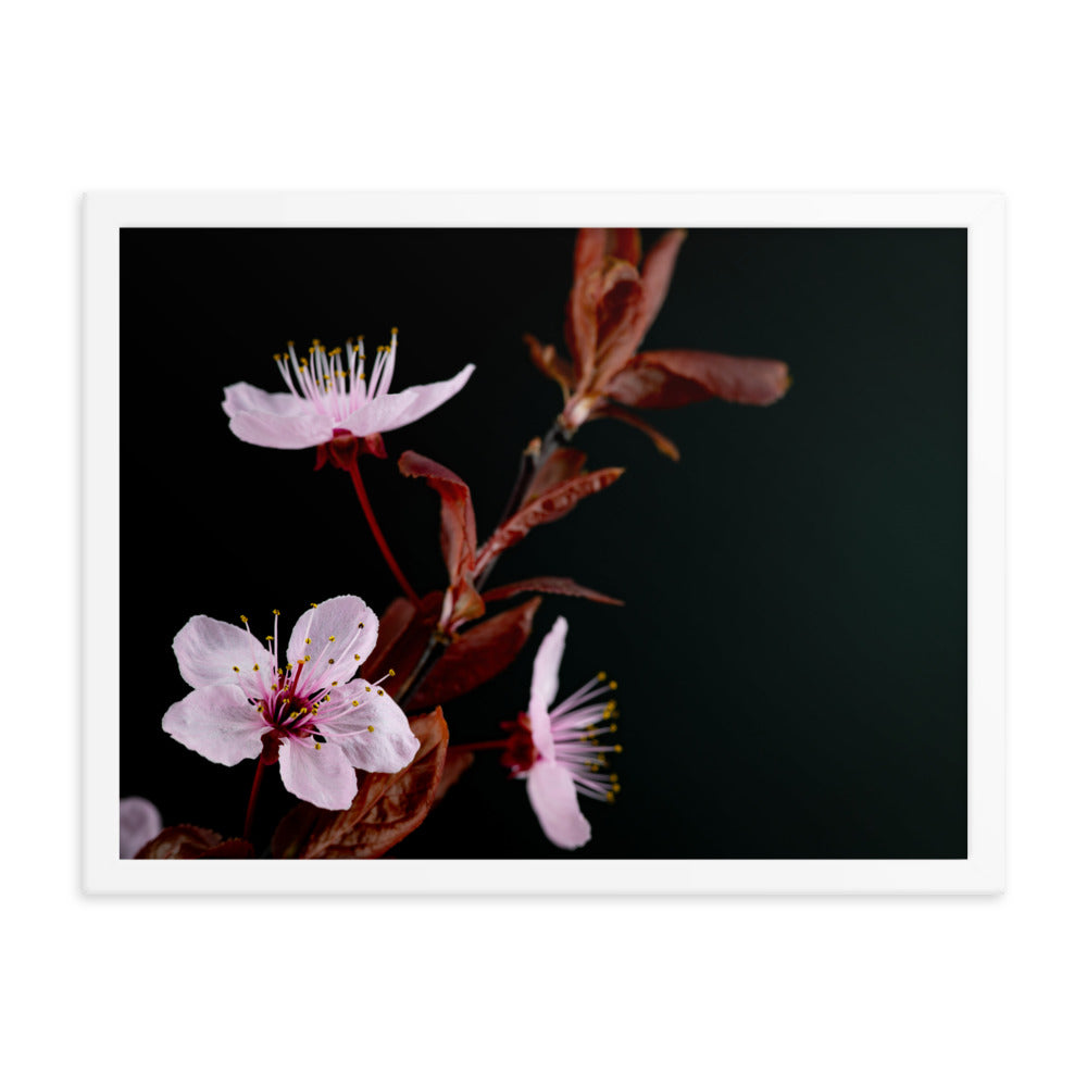 Purple Plum - Framed photo paper poster