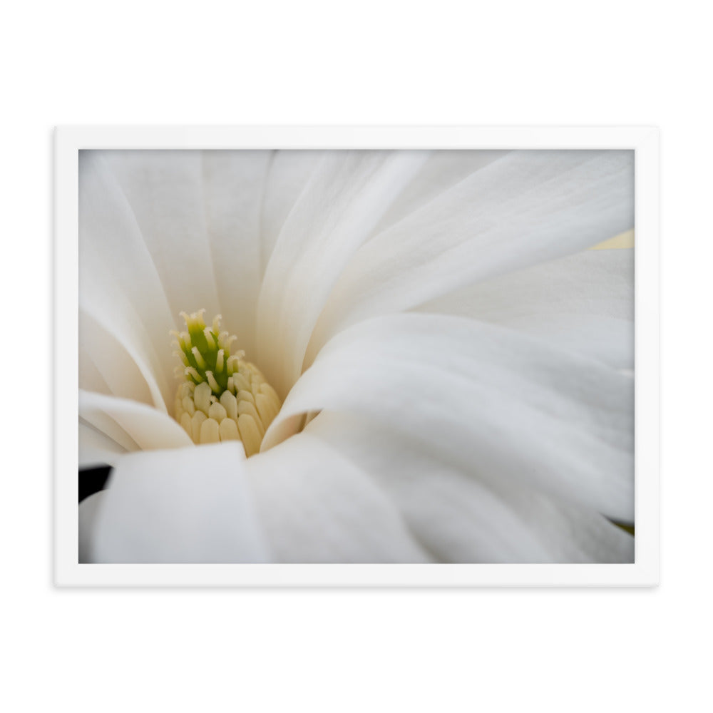 Star Magnolia - Framed photo paper poster