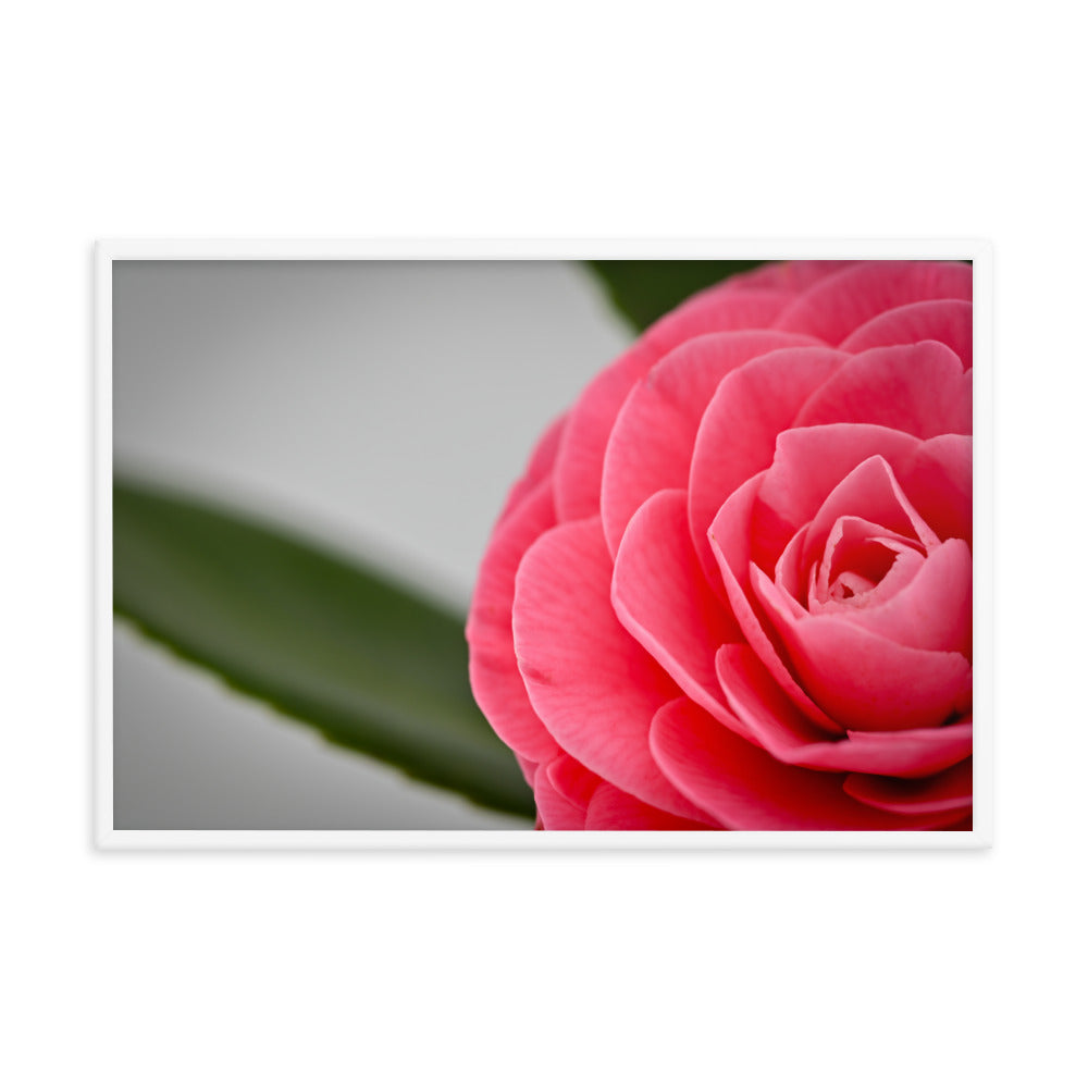 Camellia - Framed photo paper poster