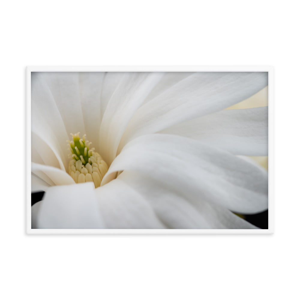 Star Magnolia - Framed photo paper poster