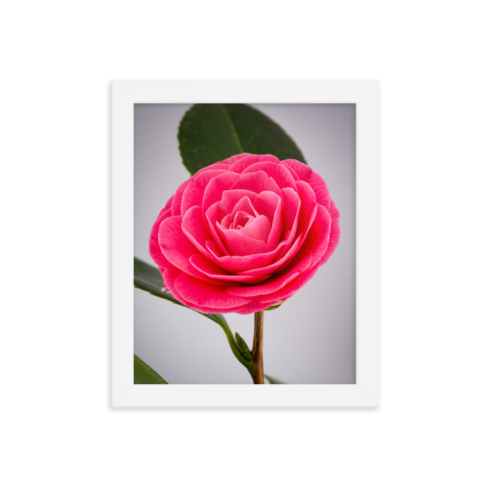 Camellia - Framed photo paper poster