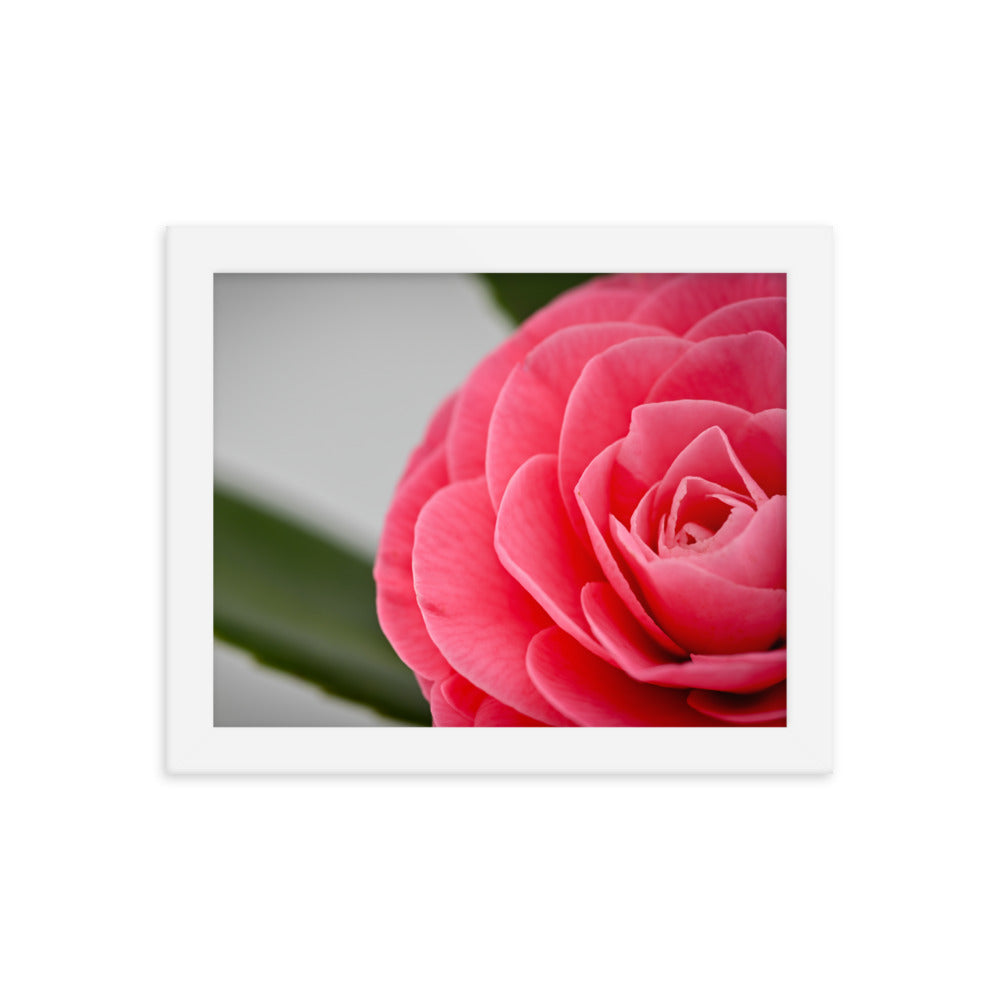 Camellia - Framed photo paper poster