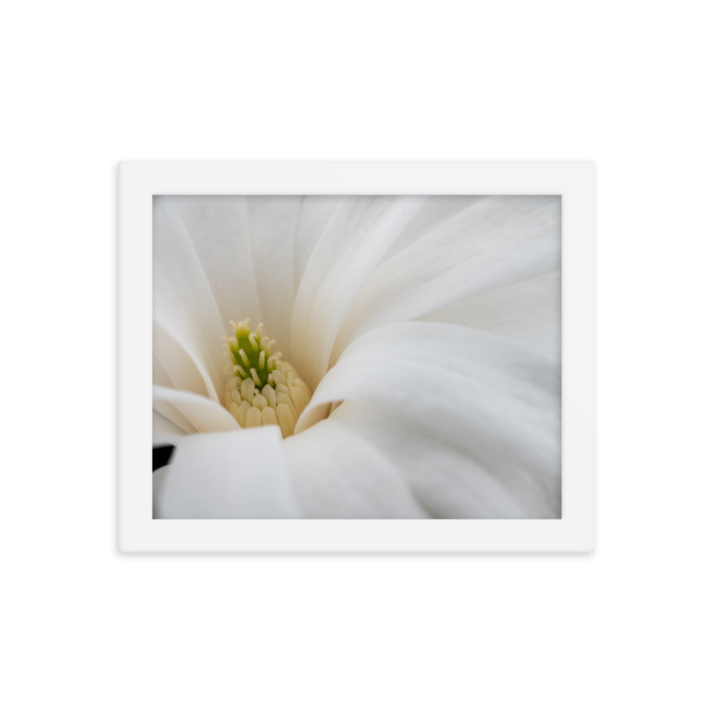 Star Magnolia - Framed photo paper poster