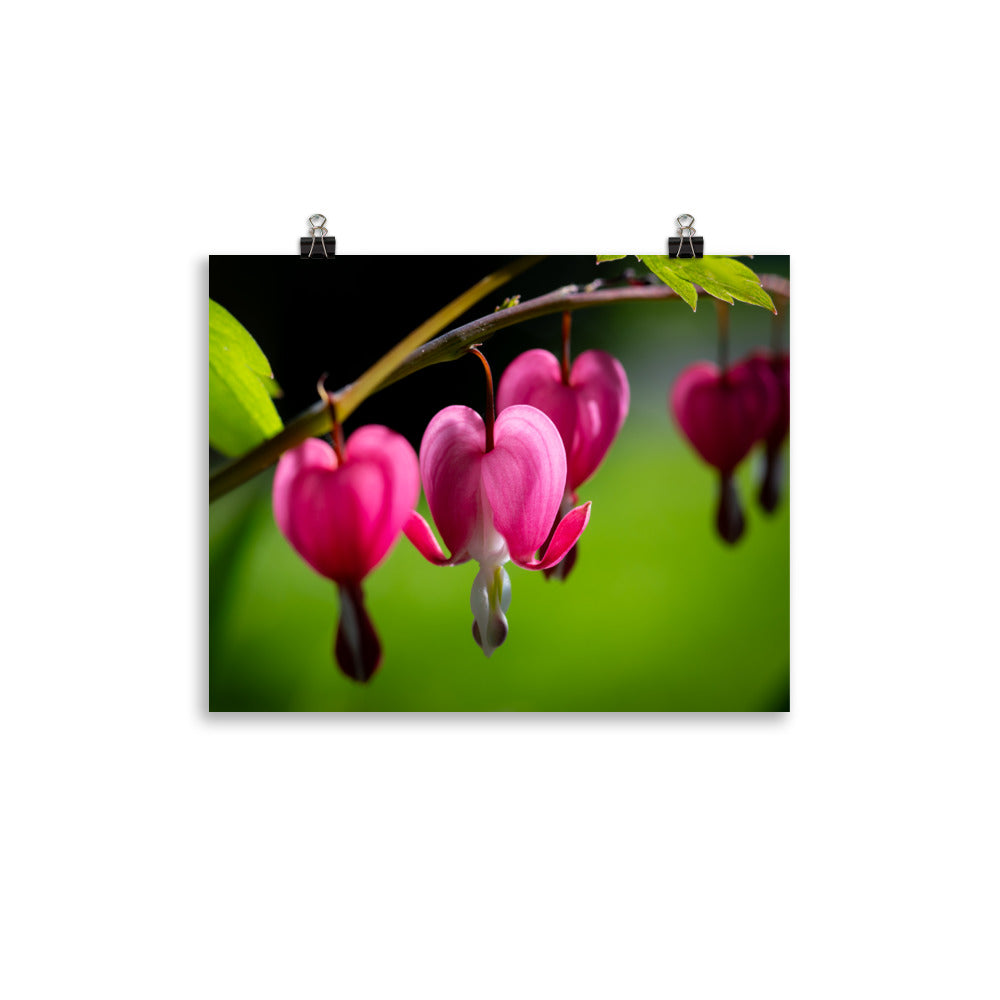 Bleeding Heart Flower - Photo paper poster