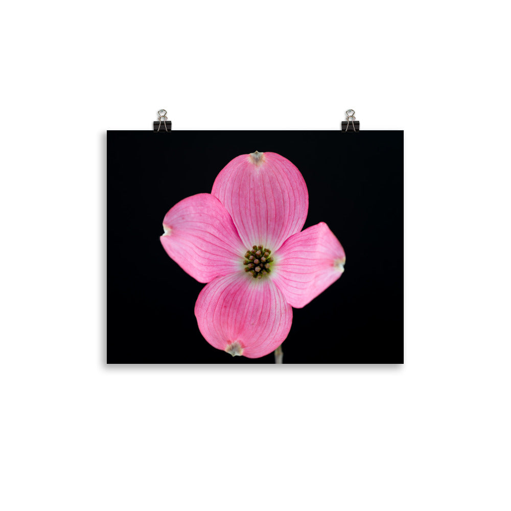 Dogwood Flower - Photo paper poster