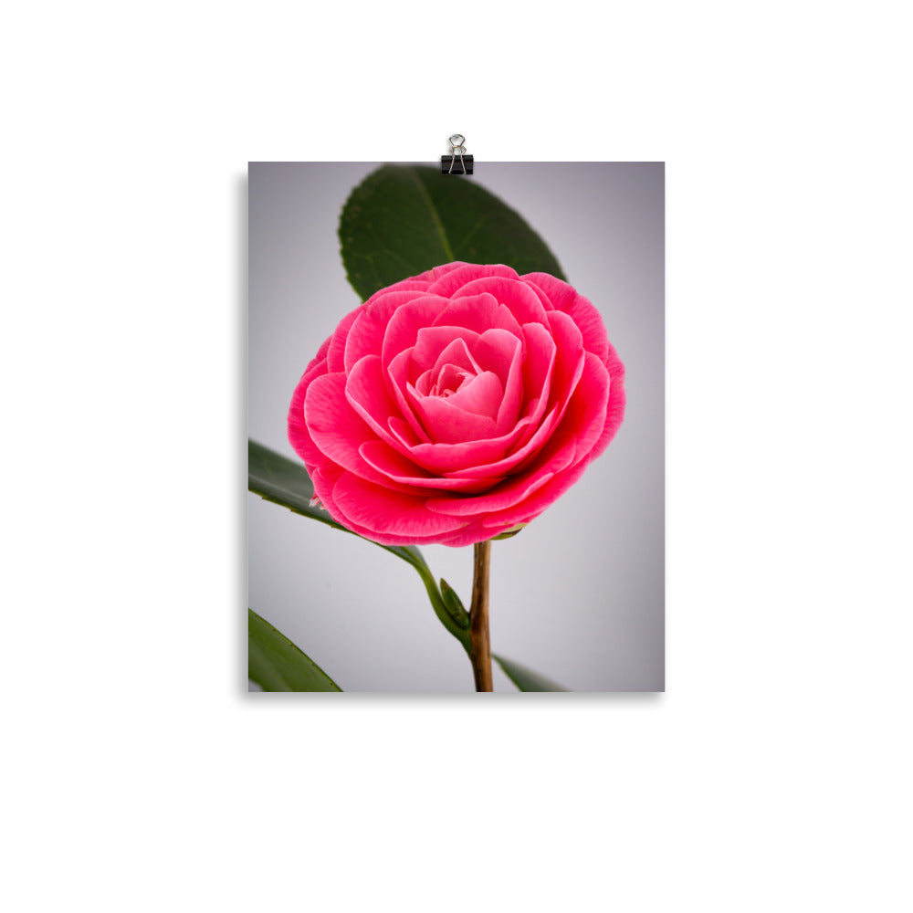 Camellia - Photo paper poster