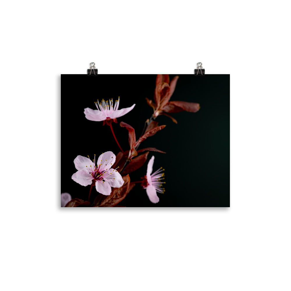 Purple Plum - Photo paper poster