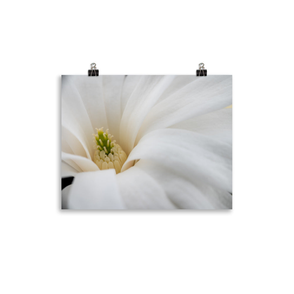 Star Magnolia - Photo paper poster