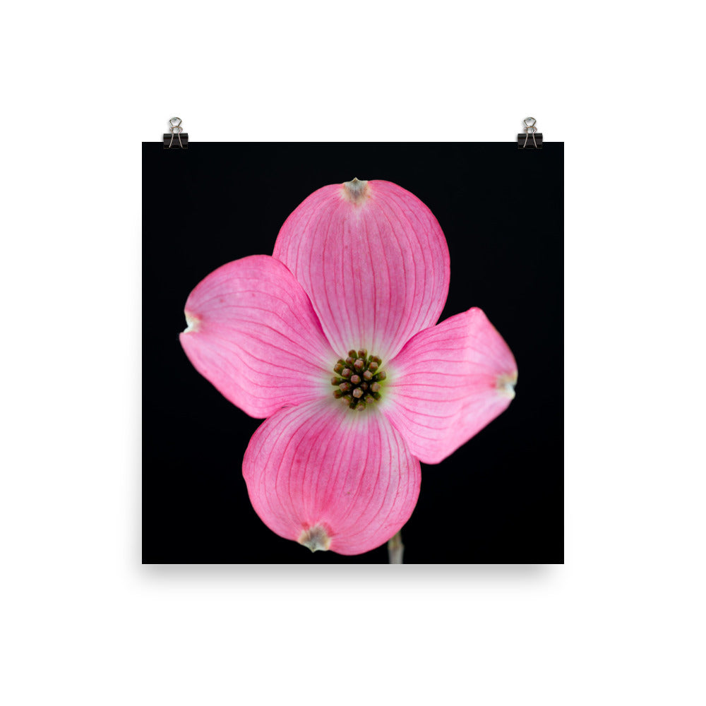 Dogwood Flower - Photo paper poster