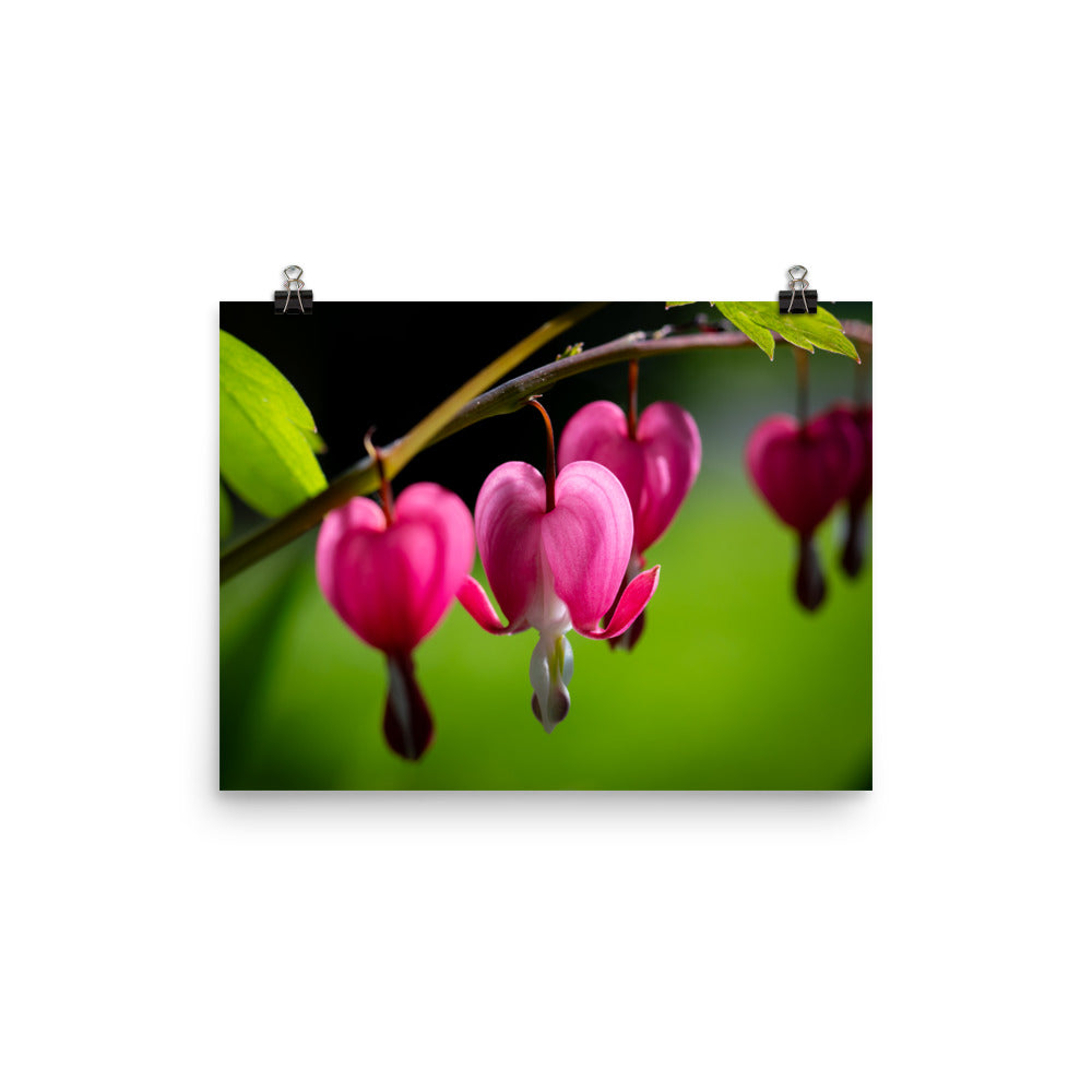 Bleeding Heart Flower - Photo paper poster