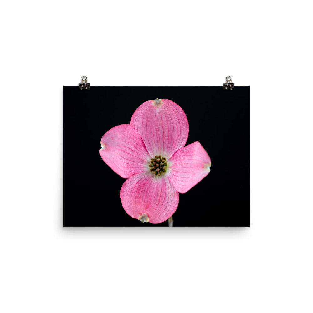 Dogwood Flower - Photo paper poster