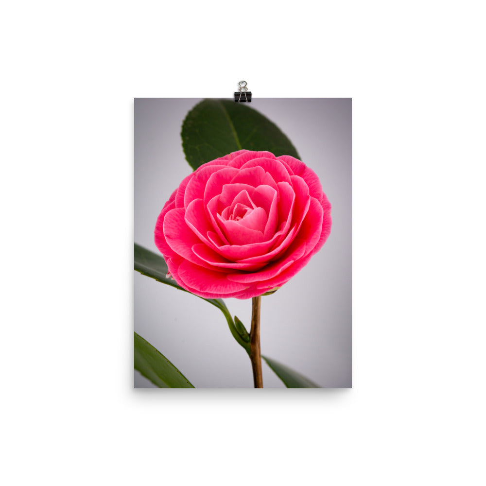 Camellia - Photo paper poster