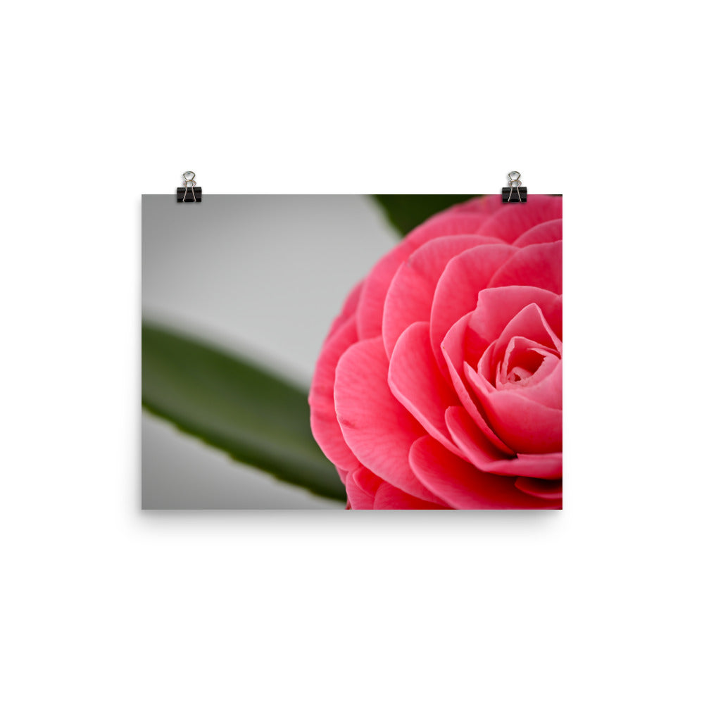 Camellia - Photo paper poster