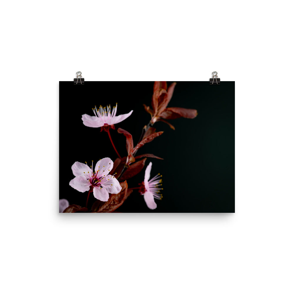 Purple Plum - Photo paper poster