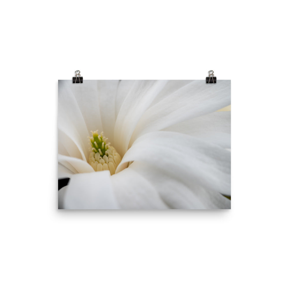 Star Magnolia - Photo paper poster