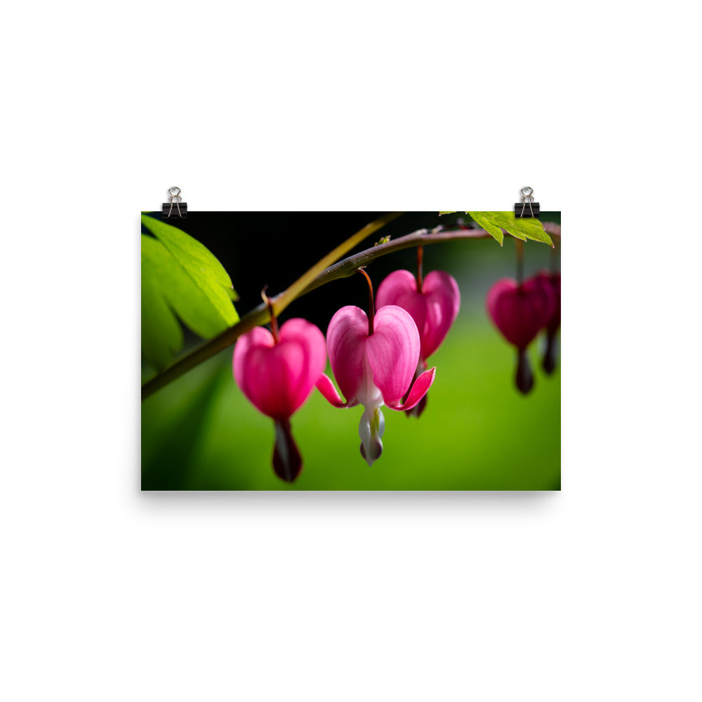 Bleeding Heart Flower - Photo paper poster