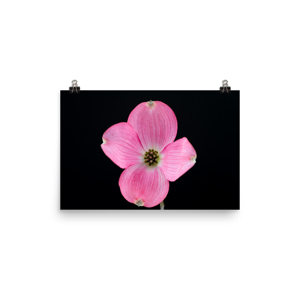 Dogwood Flower - Photo paper poster