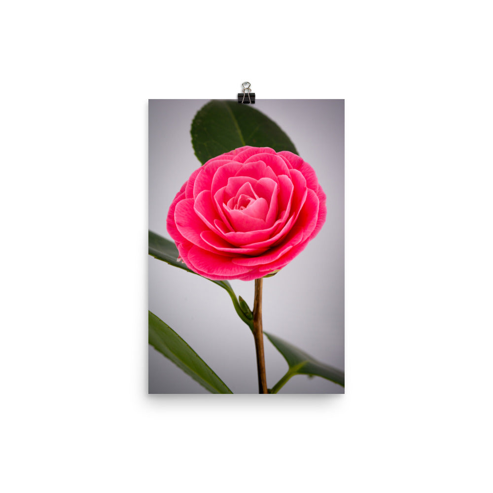 Camellia - Photo paper poster