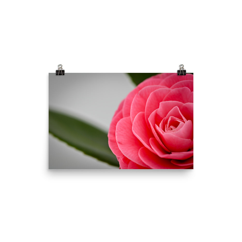 Camellia - Photo paper poster