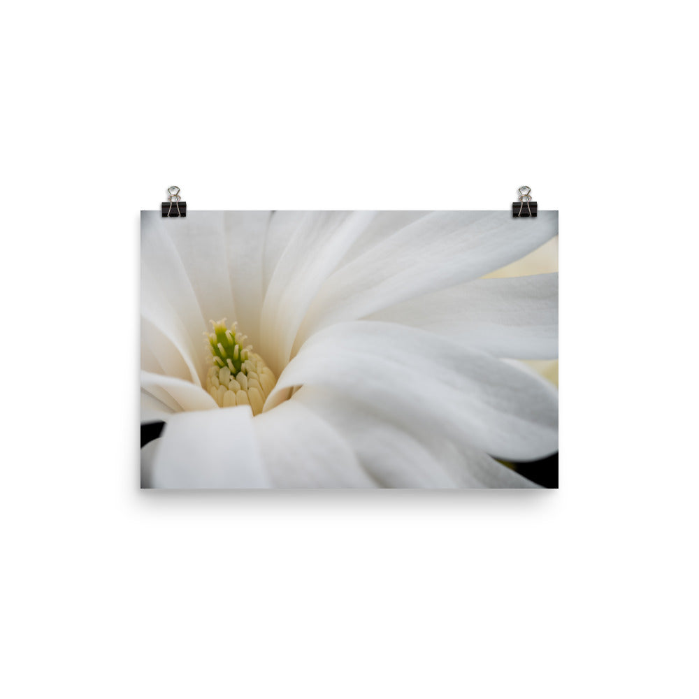 Star Magnolia - Photo paper poster