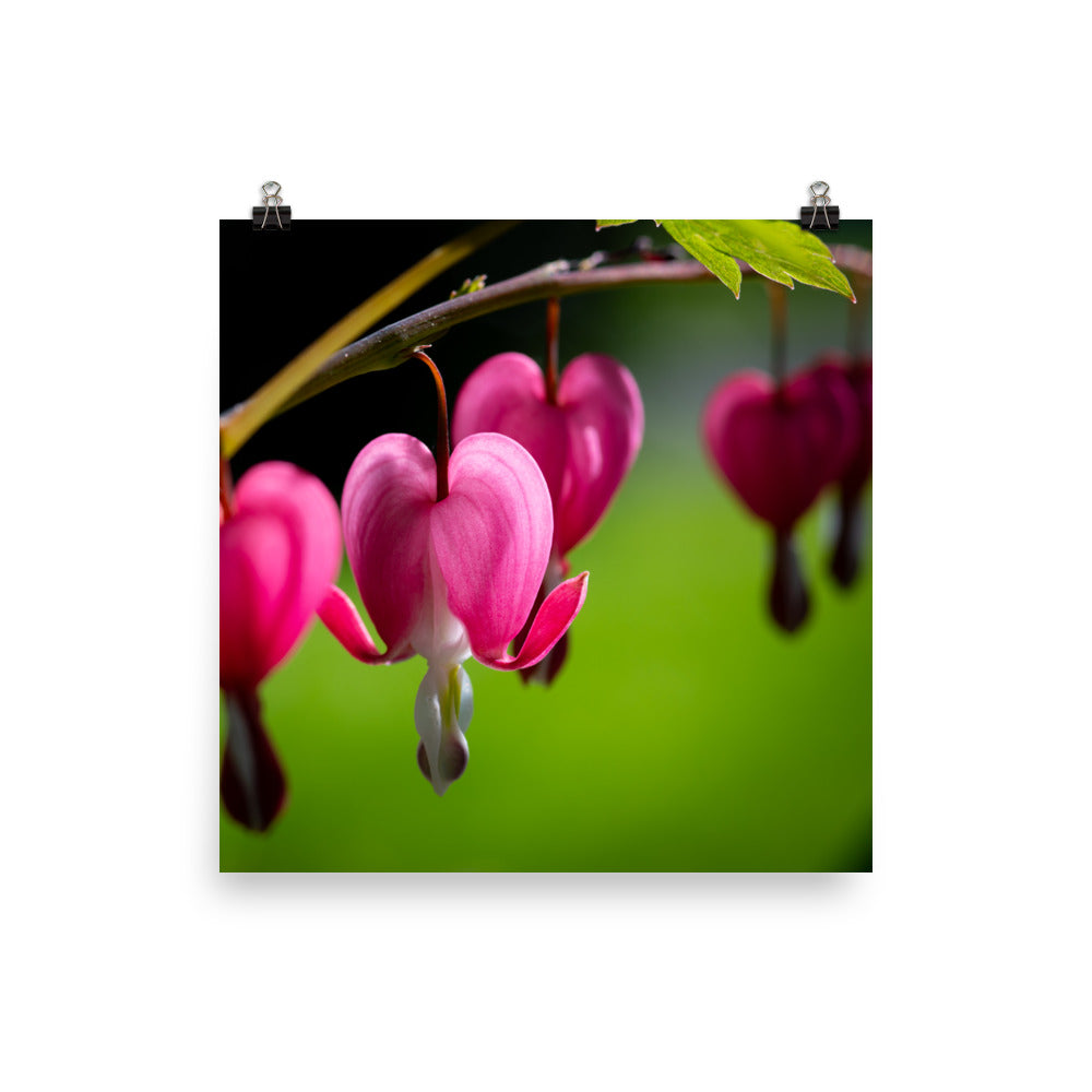 Bleeding Heart Flower - Photo paper poster