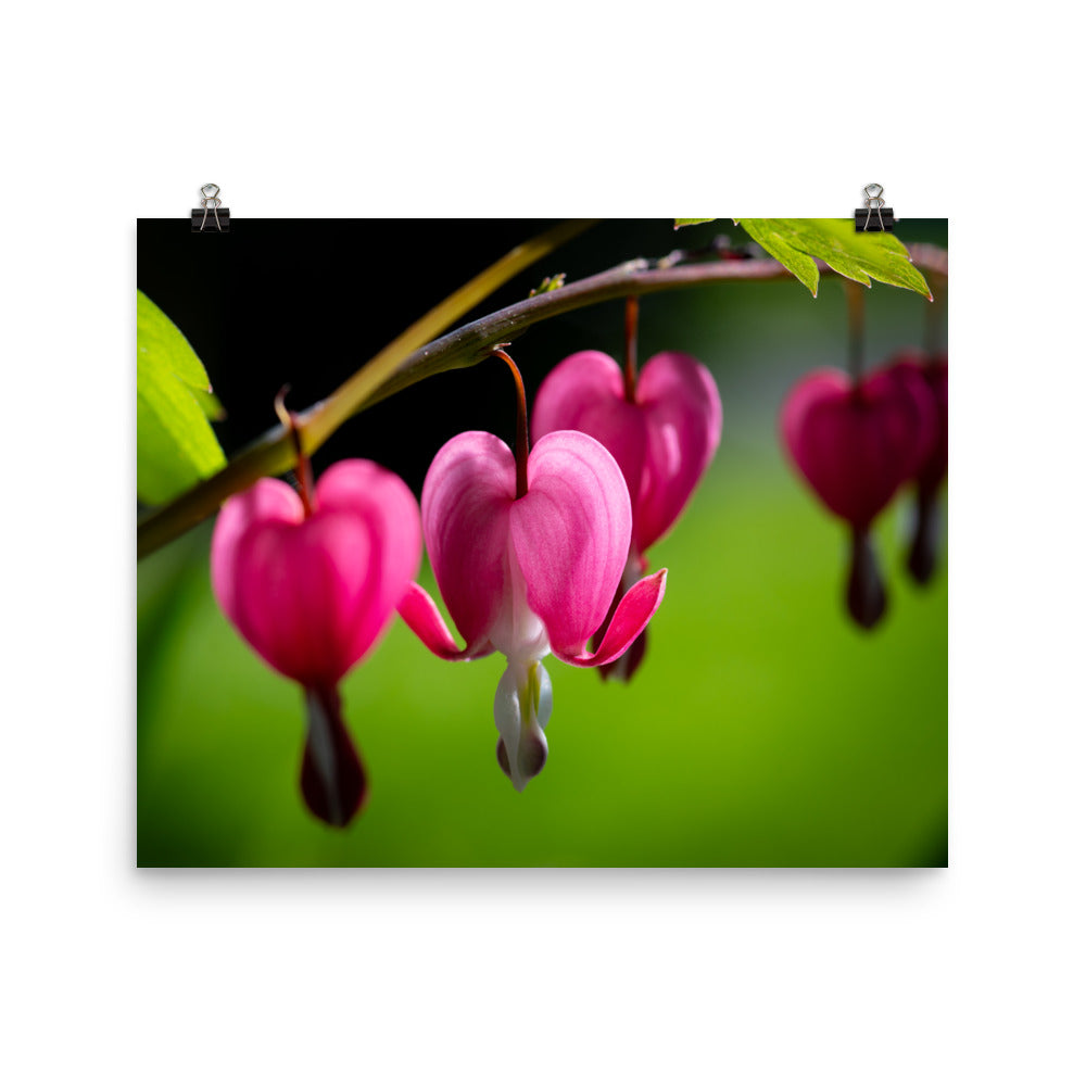 Bleeding Heart Flower - Photo paper poster