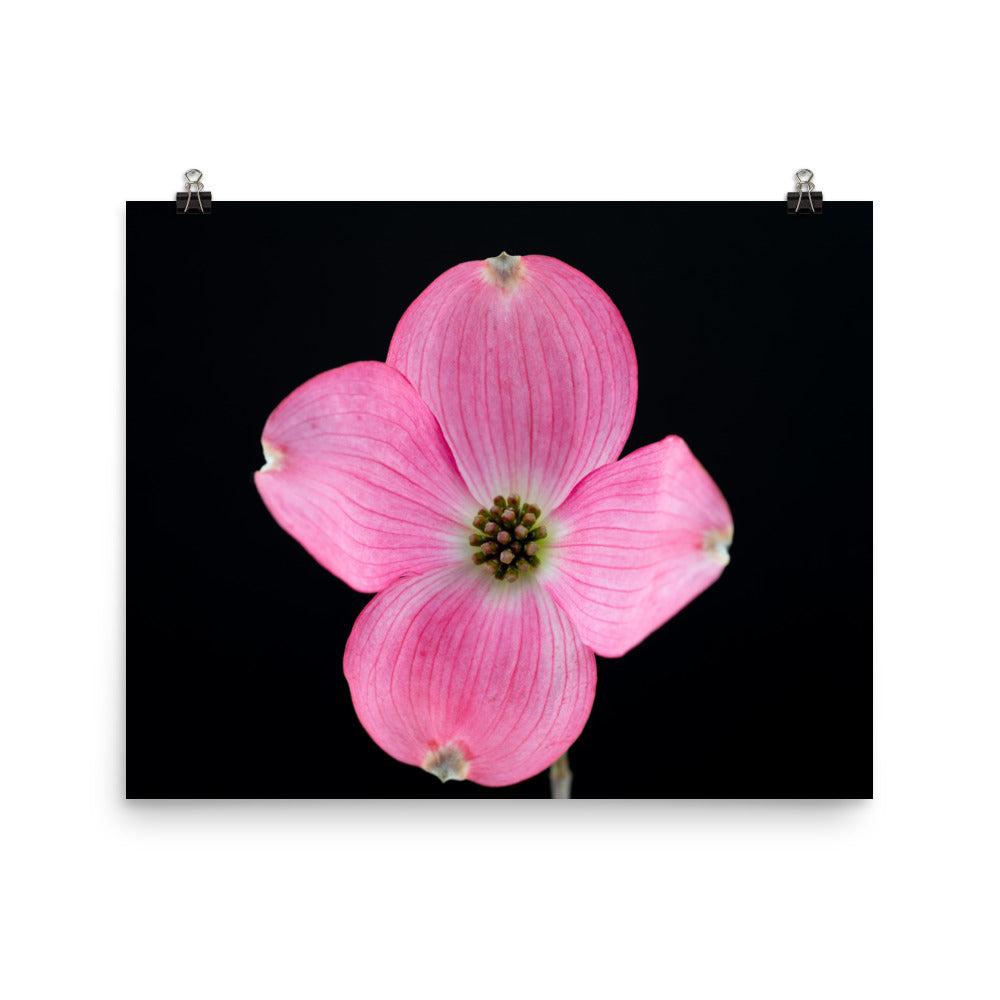 Dogwood Flower - Photo paper poster