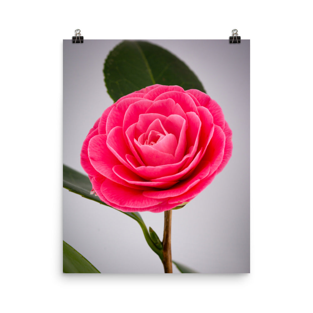 Camellia - Photo paper poster